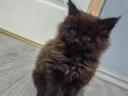 Maine Coon kislányok