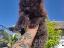 Maine Coon kislányok