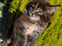 Maine Coon kislányok