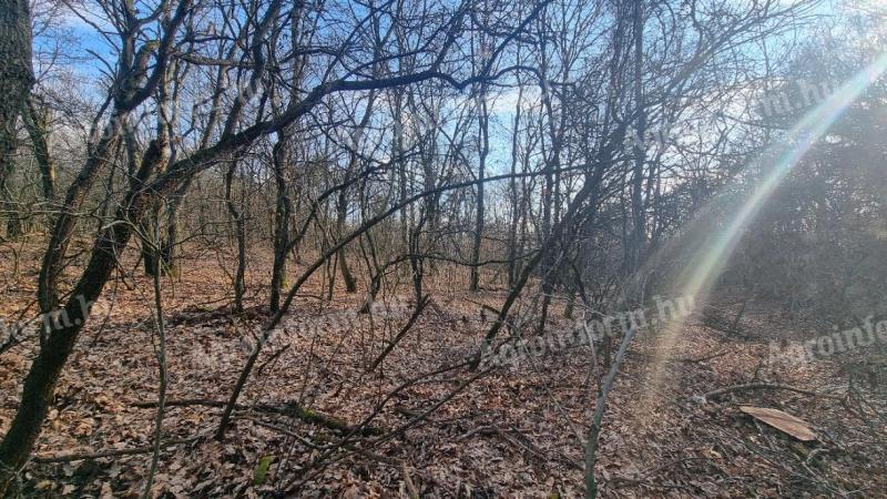 1/1 tulajdonú erdő eladó Pilisborosjenőn