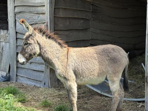Magyar parlagi csődör szamár Eladó Magyar parlagi csődör szamár Eladó