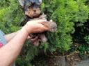 Yorkshire Terrier lány kiskutya