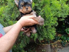 Yorkshire Terrier lány kiskutya