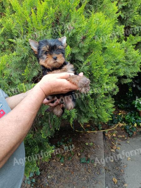 Yorkshire Terrier lány kiskutya