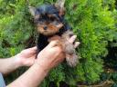 Yorkshire Terrier lány kiskutya