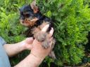 Yorkshire Terrier lány kiskutya