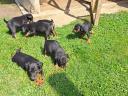 Jagd terrier jellegű kiskutyák ingyen elvihetők