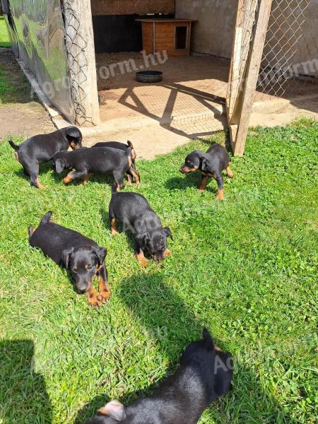Jagd terrier jellegű kiskutyák ingyen elvihetők
