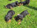 Jagd terrier jellegű kiskutyák ingyen elvihetők