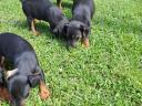 Jagd terrier jellegű kiskutyák ingyen elvihetők
