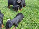 Jagd terrier jellegű kiskutyák ingyen elvihetők