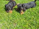 Jagd terrier jellegű kiskutyák ingyen elvihetők