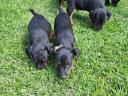Jagd terrier jellegű kiskutyák ingyen elvihetők