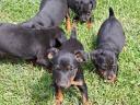 Jagd terrier jellegű kiskutyák ingyen elvihetők