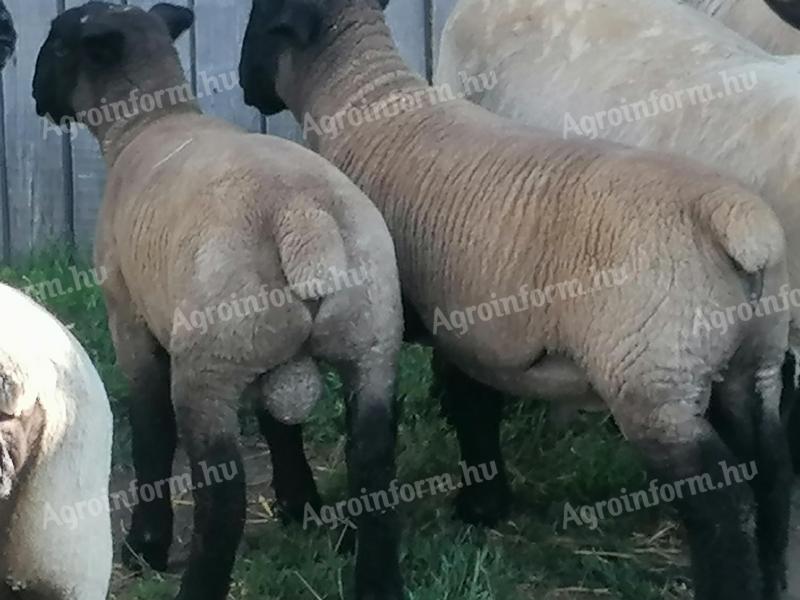 Angol suffolk kos bárányok eladó