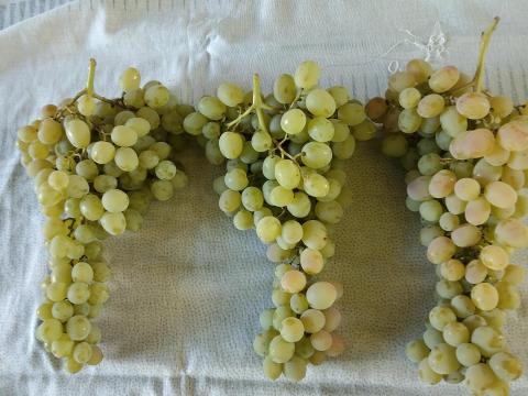 Olaszrizling bor eladó Siklóson