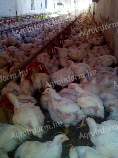 2.5kg-os fehér húshibrid csirkék(csak kakas)eladók