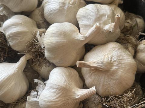 Aulxito őszi fokhagyma eladó Aulxito őszi fokhagyma eladó