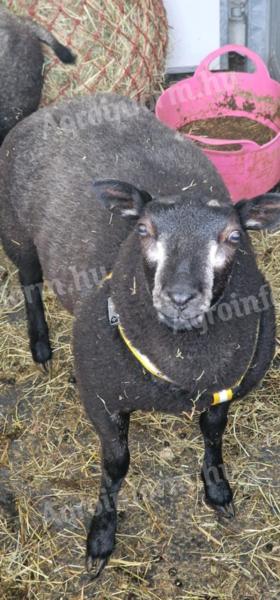 Juh birka kék texel és bárányok