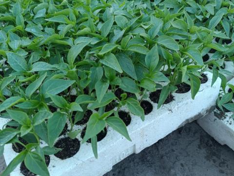 Fűszerpaprika-palánta Fűszerpaprika-palánta