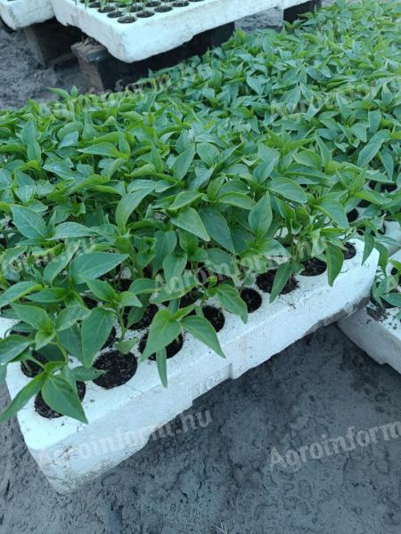 Fűszerpaprika-palánta