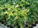 Fűszerpaprika-palánta