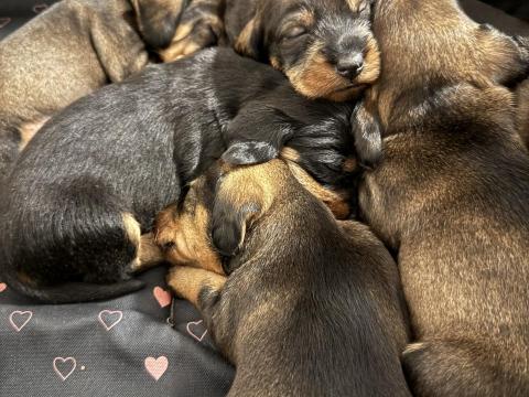 Szálkás szőrű tacskó jellegű kölyökkutyák Szálkás szőrű tacskó jellegű kölyökkutyák