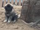 Sarplaninac