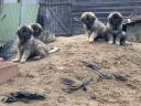 Sarplaninac