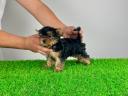 Törzskönyves Yorkshire terrier Yorki kiskutya