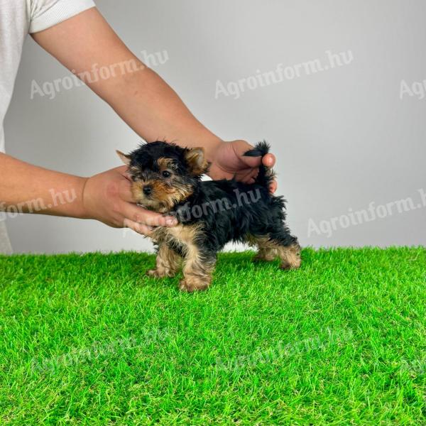 Törzskönyves Yorkshire terrier Yorki kiskutya