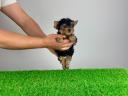 Törzskönyves Yorkshire terrier Yorki kiskutya
