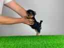 Törzskönyves Yorkshire terrier Yorki kiskutya