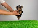 Törzskönyves Yorkshire terrier Yorki kiskutya
