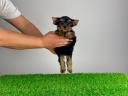 Törzskönyves Yorkshire terrier Yorki kiskutya