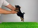 Törzskönyves Yorkshire terrier Yorki kiskutya