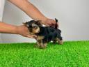 Törzskönyves Yorkshire terrier Yorki kiskutya
