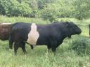 Törzskönyves belted galloway (öves galloway) tenyészbika eladó