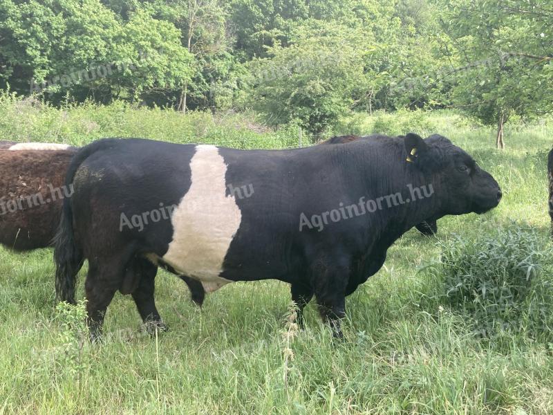 Törzskönyves belted galloway (öves galloway) tenyészbika eladó