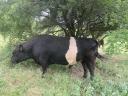 Törzskönyves belted galloway (öves galloway) tenyészbika eladó
