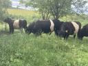 Törzskönyves belted galloway (öves galloway) tenyészbika eladó