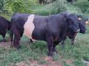 Törzskönyves belted galloway (öves galloway) tenyészbika eladó