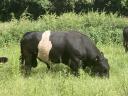 Törzskönyves belted galloway (öves galloway) tenyészbika eladó