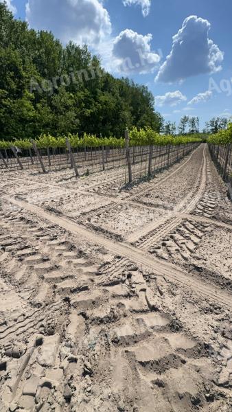 Szőlőterületet bérelnék Soltvadkerten és 20km es körzetében