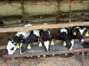 Eladó 5 db Holstein-fríz bikaborjú