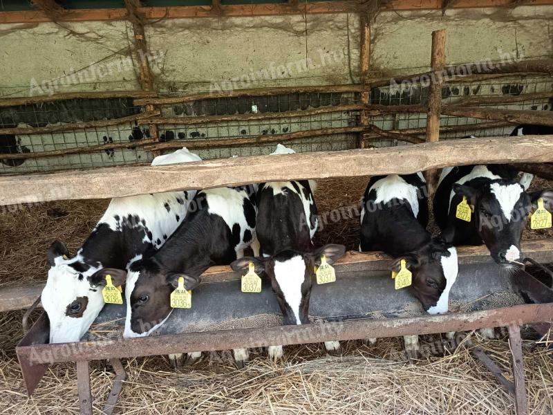 Eladó 5 db Holstein-fríz bikaborjú