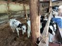 Eladó 5 db Holstein-fríz bikaborjú