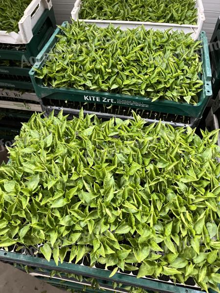 Kapitány F1 kápia paprika eladó