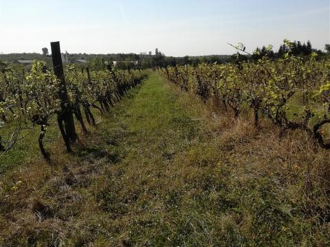 Szőlőterület Szőlőterület