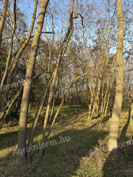 Akàcerdő Pest Vármegye Ceglédtől 10 km 2.84 hektár 25 év